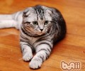 哪些行为会使主人失掉猫咪的信赖