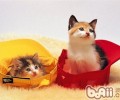 怎么判别小猫年纪