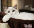 给猫咪洗澡的四点提示