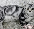 13种纠正猫咪排便不妥行为