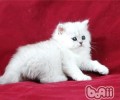 猫三联的免疫程序