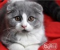 折耳猫不能吃什么