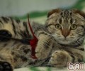 虎斑折耳猫应该怎样养