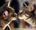 猫咪为什么喜爱亲吻