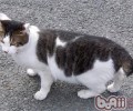 猫咪最厌烦主人哪些行为