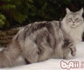 怎样坚持猫咪的牙齿健康