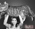 猫食用酸化食物真的好吗？