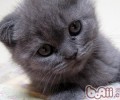 猫咪不爱洗澡怎么办