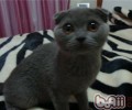 关于猫咪的习性以及特性