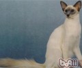 怎样阻挠猫咪和主人睡