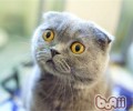怎样给猫咪进行分类