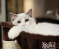 什么叫猫咪踩奶？