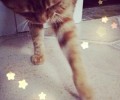 面临全猫粮、幼猫粮、成猫粮，该怎么挑选？