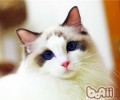 布偶猫不适合哪类人群养