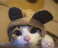 猫咪冬天要穿衣服吗？