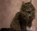 怎么养殖西伯利亚猫咪