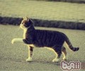 猫咪四季维护关键