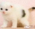 猫咪不吃猫粮的原因是什么