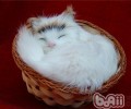 你对猫咪的行为知晓多少呢