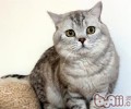 猫咪水疗优点多