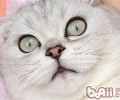 折耳猫整理泪痕的办法