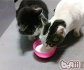 猫不能吃什么