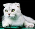 猫咪高空跳楼为什么不死呢