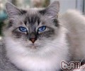 伯曼猫掉毛怎么办？
