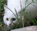 山东狮子猫掉毛原因剖析