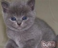 定时整理猫咪脚底毛有必要