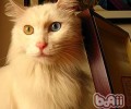 撸猫真的能够让猫咪远离孤单吗