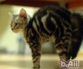 猫咪受惊怎么办