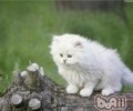 猫咪体表里都有哪些寄生虫
