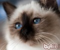 猫咪为什么一向舔自己的脚