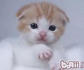 猫咪能不能吃冷饮