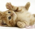 猫咪美毛小技巧