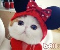 关于猫咪掉毛三大原因