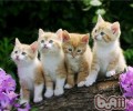 猫眯眼睛的护理办法