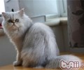 怎样帮金吉拉猫做美容