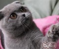 猫咪老年后最好吃专用粮