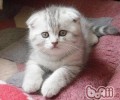 你适合养什么种类的猫咪呢？