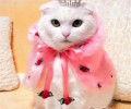 东方短毛猫的猫言猫语详解