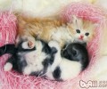 给猫咪取心爱讨巧的姓名