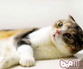 怎么去除被子上的猫尿味