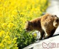 哪些植物会引起猫咪中毒