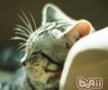 为什么有些猫咪的攻击性那么强