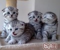 不要跟猫咪硬碰硬