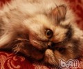 你真的以为是你驯服了猫咪吗