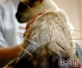 暹罗猫寿数有多长