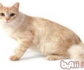 关于蒂法尼猫的介绍